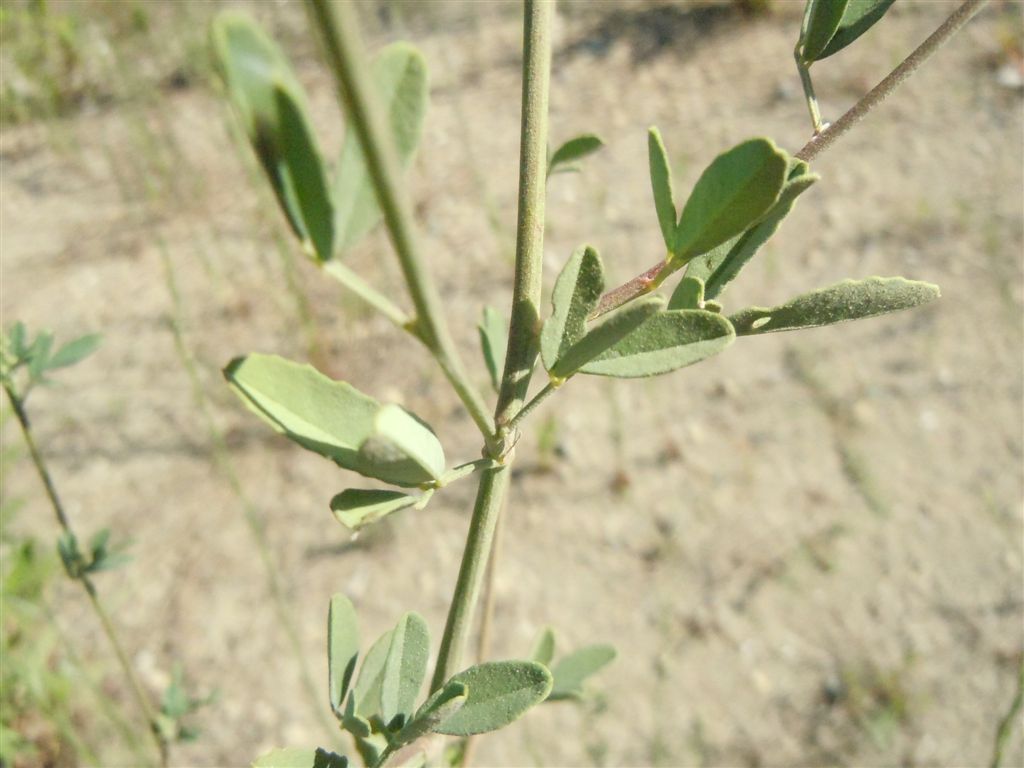 Trigonella alba (=Melilotus albus)